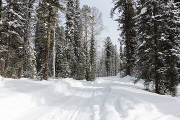 Snow trail to the mountain , Altai Republic, Russia