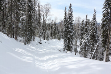 Snow trail to the mountain , Altai Republic, Russia