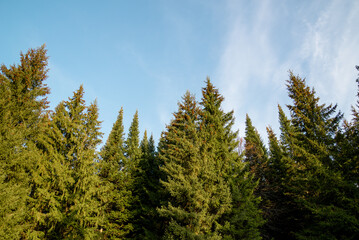 Fototapeta na wymiar tall green fir trees against blue sky in autumn. beautiful landscape with fir trees