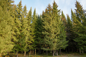 tall green fir trees against blue sky in autumn. beautiful landscape with fir trees