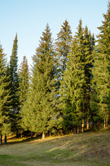 Fototapeta na wymiar tall green fir trees in the sunlight in autumn in the park. beautiful landscape with fir trees, vertical image