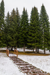 autumn landscape of the first snow in the park with tall pine trees. beautiful snowy forest park