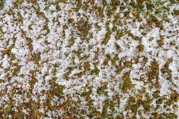 texture of fallen yellow leaves on the ground and white snow. the first snow that fell in autumn. autumn earth background