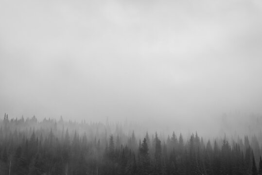 fog in the forest in cloudy weather. black white image of forest and fog