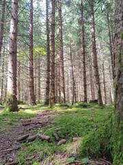 märchenhafter Wald mit kleinem Waldweg