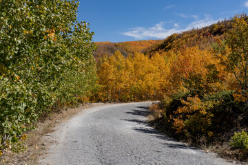 A stone-paved road passes through an autumn deciduous forest.