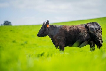 speckle park, Murray grey, Angus cows and calf grazing on lush pasture. while they enjoy the sun...