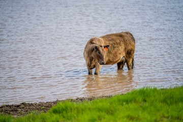 speckle park, Murray grey, Angus cows and calf grazing on lush pasture. while they enjoy the sun...