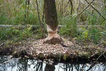 Großer Baum mit Biberverbiss am Wasser im Spreewald