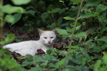 Obraz premium A white outdoor cat is sitting on a bush while looking at the camera, Domestic cat hunting outdoors