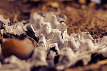 Burnt chicken eggs in the tray. Scorched chicken shells in ashes from cardboard egg