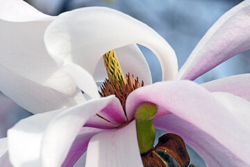 Magnolienblüte in Nahaufnahme © Peter Allgaier