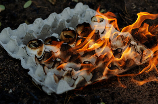 Burning chicken egg tray. Cardboard container and five empty shells engulfed in flames.