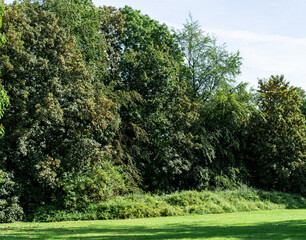 Fototapeta premium Landscape in park with trees, grass and blue sky