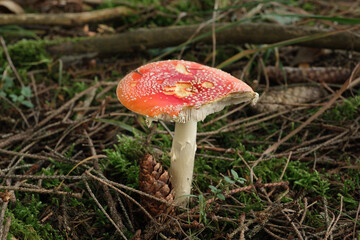 Ein angefressener roter Fliegenpilz steht im Wald auf dem Waldboden zwischen Zweiger und...