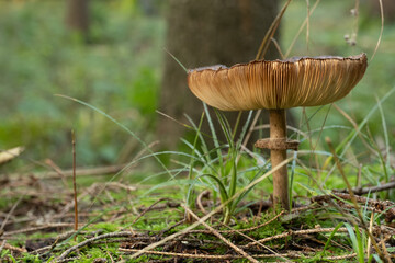 Ein Pilz mit Lamellen steht im Wald zwischen Gras, dahinter ein Nadelbaum