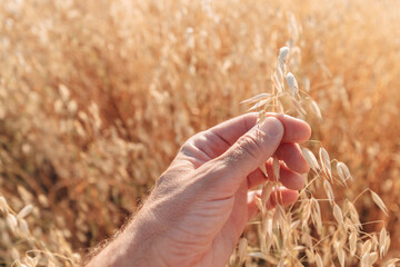 Farmer checking oats crops in field, close up of hand
