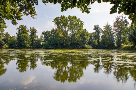 Mirrored view of leafy trees above a lake (Podzamecka zahrada Kromeriz, Czech Republic)