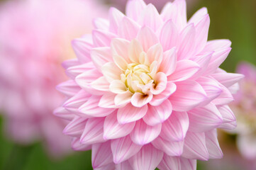 Obraz premium Dahlienblüte in Nahaufnahme