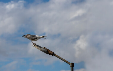 Seagull crowing on the iron pole lamp.
