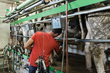 Male farmer connecting the tubes of the automatic milking machine to a dairy cow. Dairy farm livestock industry.
