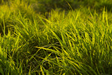 green grass background