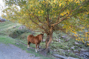 horse under a tree