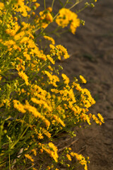 yellow flowers on the ground