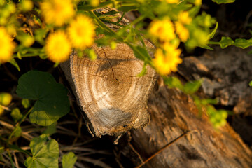 tree stump and flower