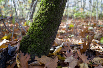 Tree trunk coose uo . Autumn forest 