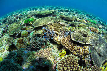coral reef in the sea