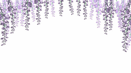 たくさんの藤の花　葉なし