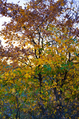 colourful trees in autumn