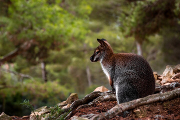 Walabi; Marsupial; Kangourou