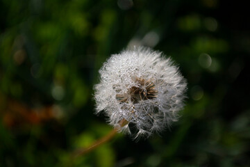 Dandelion 