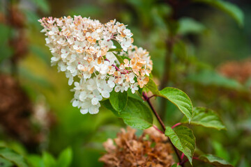 Faded hydrangea flower with water drops in the rainy autumn morning. Selective focus. Shallow depth of field.