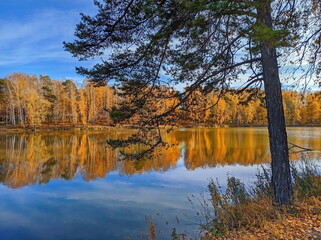 autumn lake during sunny day in siberia russia yellow trees