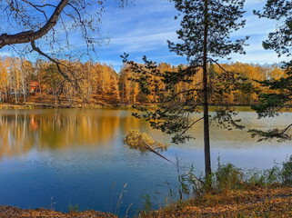 autumn lake during sunny day in siberia russia yellow trees