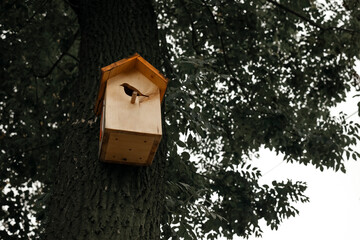 birdhouse on tree