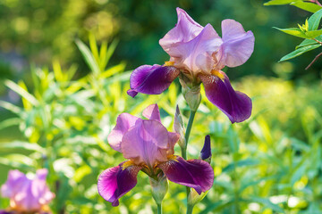 Blooming buds of bearded iris on a summer flower sun bed. 