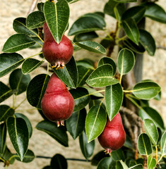 Jeunes poires à Nancray, Doubs, France