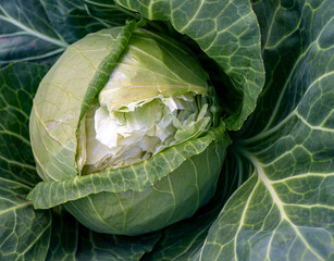 head of young green cabbage close-up.