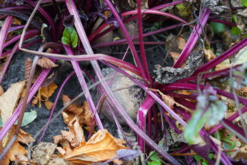 Eine Rübe der Roten Bete auf einem Feld am Boden
