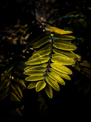Branch of green leaves on dark background