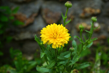 fleur jaune 