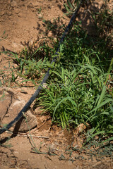Drip irrigation