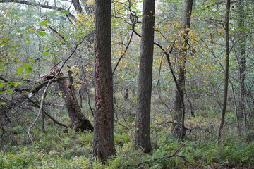 Herbstliche Waldlandschaft im Spreewald bei L&uuml;bbenau