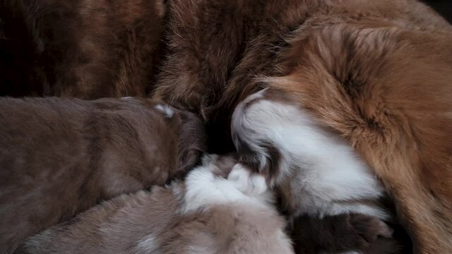 Three brown Australian Shepherd puppies find their mother dog and ask her to eat milk. Small dogs feed mothers milk lying on floor and looking for nipple with their small mouths. 4K video young dog.