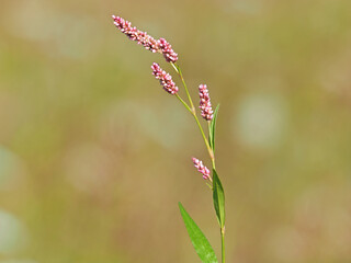 Water pepper plant with pink flower, Persicaria hydropiper