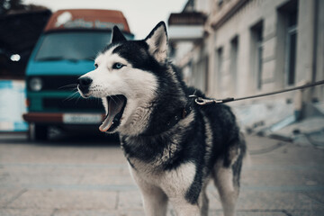 siberian husky on the street